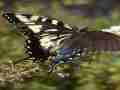 Papilio glaucus gynandromorph (Internet Image property of respective owner, non-commercial use only)
